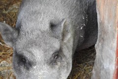DSCN0251