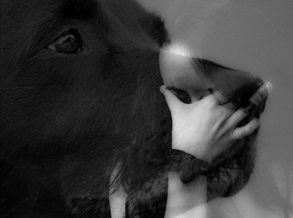 DI 16.04.19 WENN HAUSTIERE STERBEN Von der Trauer um tierische Freunde